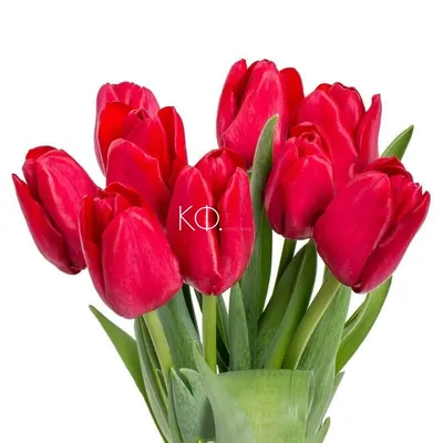 Розовые тюльпаны оптом | купить розовые тюльпаны оптом