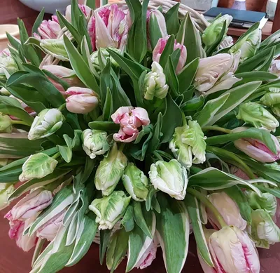 Тюльпаны — стоковые фотографии и другие картинки Цветок - Цветок, Весна,  Тюльпан - iStock