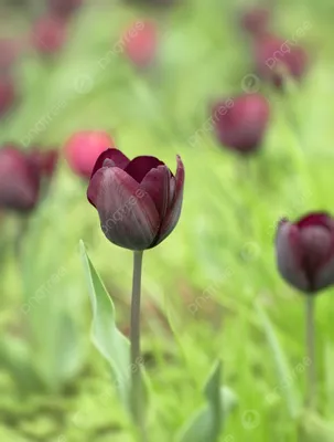 купить тюльпаны, цветы на 8 марта, букет цветов. Цена 3430 руб.