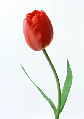 Тюльпаны - 60 фото
