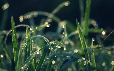Свежая зеленая трава с росой Стоковое Фото - изображение насчитывающей  естественно, жизнь: 144864100