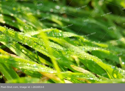 Роса на траве (105 фото) - 105 фото