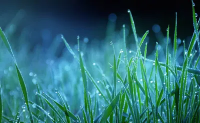 Свежая зеленая трава с росой Стоковое Изображение - изображение  насчитывающей нерезкости, органическо: 139567575