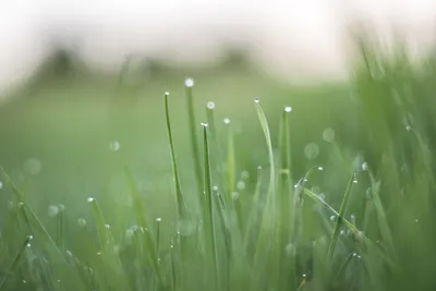 красивая зеленая трава с росой, крупный план :: Стоковая фотография ::  Pixel-Shot Studio