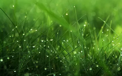 Свежая зеленая трава с росой Стоковое Фото - изображение насчитывающей  свежесть, цвет: 49778920