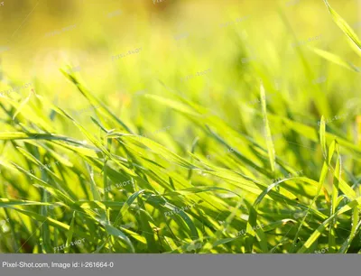 трава зелёная на траве выпала роса Stock Photo | Adobe Stock