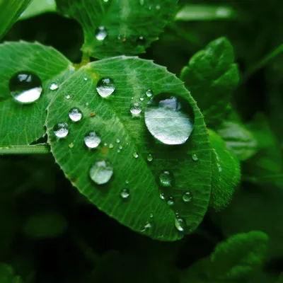роса на траве после дождя, Капли воды, вода, дождевая вода фон картинки и  Фото для бесплатной загрузки
