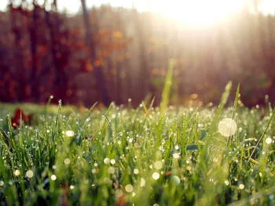 Зеленая трава на лужайке с падениями росы Стоковое Изображение -  изображение насчитывающей природа, изображение: 37942651