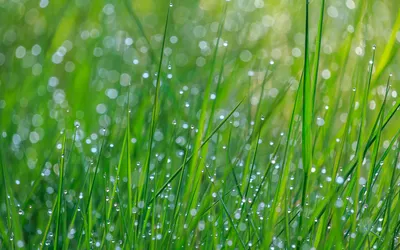 утренняя роса на траве, раннее утро, трава, роса фон картинки и Фото для  бесплатной загрузки