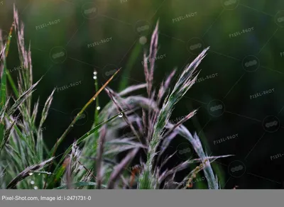 Бесплатное изображение: трава, утро, росы