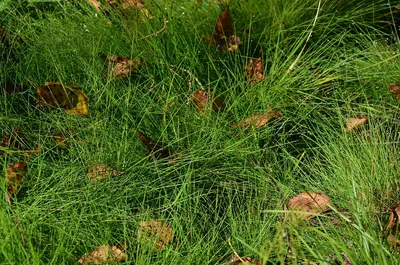 Дикая луговая трава с росой на размытом фоне травы :: Стоковая фотография  :: Pixel-Shot Studio