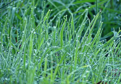 Капли росы на траве (92 фото) - 92 фото