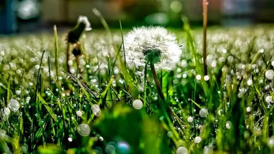 Роса на траве, утро стоковое изображение. изображение насчитывающей зеленый  - 106143411