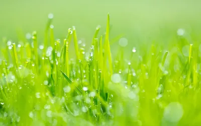 трава утром весной в каплях росы Stock Photo | Adobe Stock