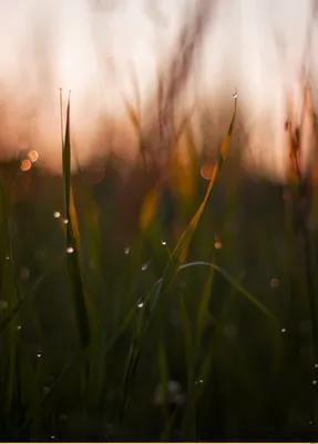 Роса на траве :: Александр Синдерёв – Социальная сеть ФотоКто