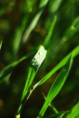 утренняя роса | лесная трава с утренней росой... | Сергей Фомичев | Flickr