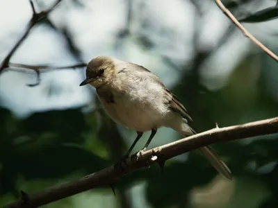 Жёлтая трясогузка | Певчие птицы-птицы России