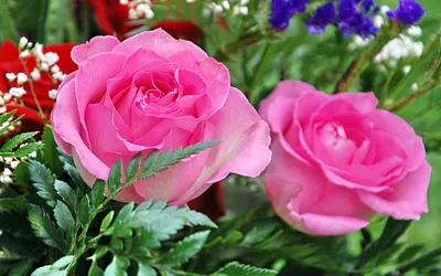 Обои розы, троянди, гипсофил, раздел Цветы, размер 1920x1200 HD WUXGA -  скачать бесплатно картинку на рабочий стол и телефон