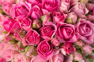 Скачати - Красиві рожеві троянди квіти — стокове зображення