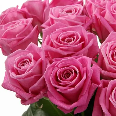 Троянди рожеві (укр) - 60 см, Цветы и подарки в Ровно, купить по цене 49  UAH, Цветы поштучно в flowers с доставкой | Flowwow