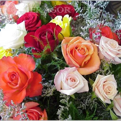MERAGOR | Троянди на аватарку скачати