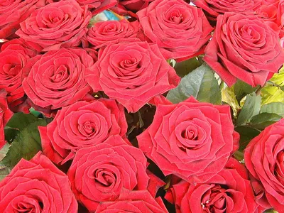 Красные розы скачать фото обои для рабочего стола (картинка 1 из 20)