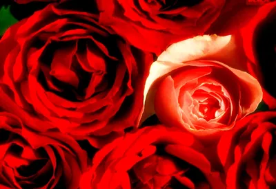 Цвітіння, Садові Троянди, Червоні заставка на телефон, | Скачати Найкращі  фото
