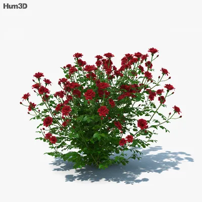 Кущ троянди 3D model - Скачати Рослини на 3DModels.org