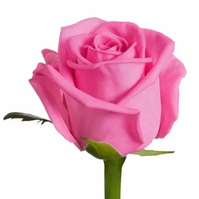 Троянди рожеві (укр) - 60 см, Цветы и подарки в Ровно, купить по цене 49  UAH, Цветы поштучно в flowers с доставкой | Flowwow