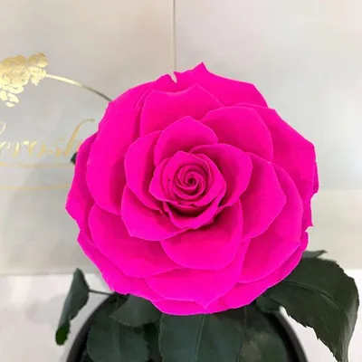 Роза в Колбе Lerosh Под Стеклянным Куполом Ярко-розовая Фуксия на Белой  Подставке 33 См. 830175 — Купить на BIGL.UA ᐉ Удобная Доставка (1668404034)