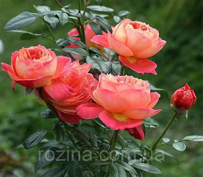 Саджанці троянди \"Квін оф Хартс\" (ID#1436583812), цена: 130 ₴, купить на  Prom.ua