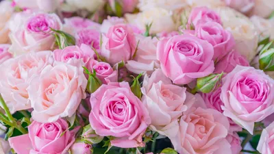 Скачать обои Roses, Розы, Цветы, Букет в разрешении 1600x900 на рабочий стол
