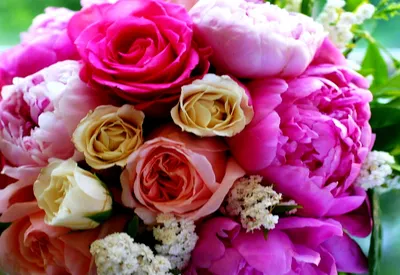 Квіти, Садові Троянди, Мода - шпалери на робочий стіл | Безкоштовні ТОП  шпалери