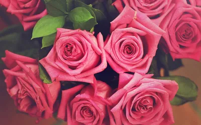 Обои на рабочий стол Букет ярко-розовых роз, обои для рабочего стола,  скачать обои, обои бесплатно