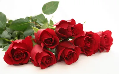 Троянди білі (укр) - 60 см, Цветы и подарки в Ровно, купить по цене 45 UAH,  Цветы поштучно в flowers с доставкой | Flowwow