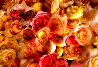 Розы в Киеве купить Оптом по лучшей цене | Аскания-Флора | Аскания-Флора