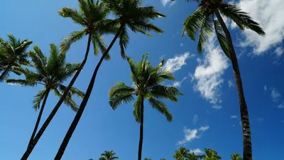 Обои тропики, пальмы, небо, вид снизу картинки на рабочий стол, фото  скачать бесплатно