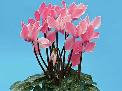 Цикламен (лат. Cyclamen), d 14 | Flowers Valley