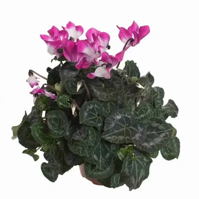 Цикламены - купить цикламен в горшке в студии фитодизайна и магазине  комнатных растений и цветов Флорен