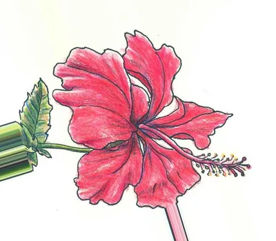 Рисунки цветов для срисовки (27 лучших фото)