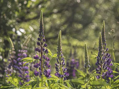 цветы люпина на лугу под утренним солнцем с красивыми фиолетовыми цветами  Фото Фон И картинка для бесплатной загрузки - Pngtree
