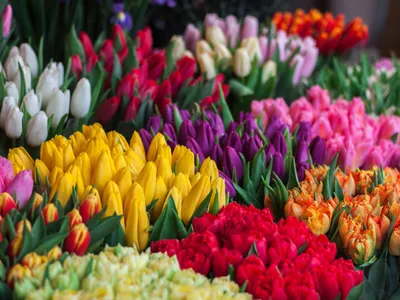 Картинки цветов тюльпаны фото