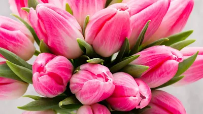 картинки : цветок, лепесток, тюльпан, Розовый, цветы, Тюльпаны, Флористика,  цветущее растение, букет цветов, Семейство лилий, Наземный завод 3264x2448  - - 1328237 - красивые картинки - PxHere