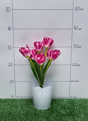 Купить 15 тюльпанов в упаковке (Белые) в Красноярске! Дом Цветов