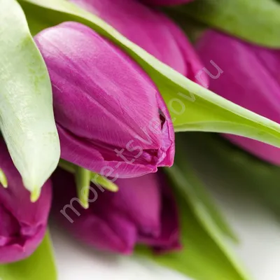 Купить Букет из 11 тюльпанов разных цветов | VIAFLOR
