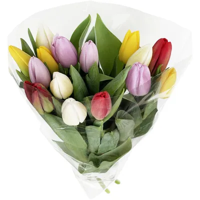 С различной длиной 3 цветов тюльпанов» в красном. Стоковое Фото -  изображение насчитывающей приветствие, листья: 180638100