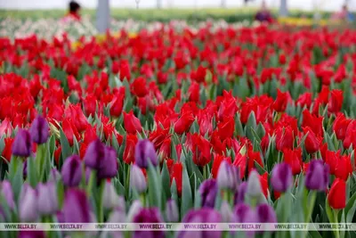 Букет цветов из тюльпанов и диантуса - купить в Москве по цене 3790 р -  Magic Flower