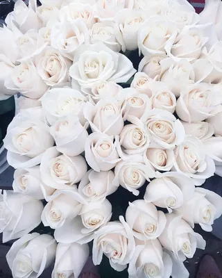 Белые розы цветы купить москва