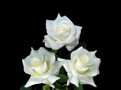 Букет белых роз: 25 цветков с оформлением по цене 4750 ₽ - купить в  RoseMarkt с доставкой по Санкт-Петербургу