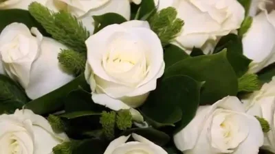 Шикарные белые розы 💍 Доставка цветов обеспечит прекрасное настроение  любимому человеку😊 Букет можно преподносить по любому хорошему… | Instagram